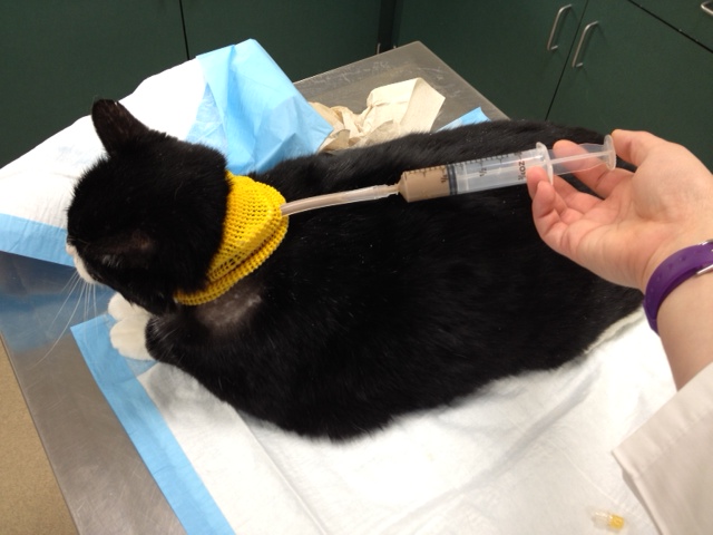 34 Best Photos Cat Feeding Tube Fell Out Feline Esophageal