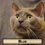 cat-blue