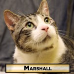 cat-marshall