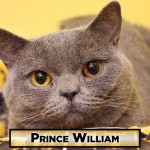 cat-prince william