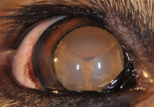 mature cataract dog