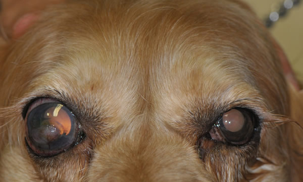 glaucoma meds for dogs