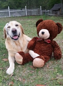 Booster celebrates his recovery from cancer and Rocky Mountain spotted fever by cuddling with his favorite toy.