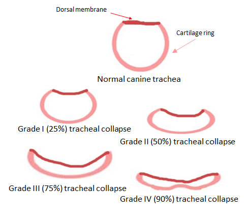 dog tracheal collapse home treatment