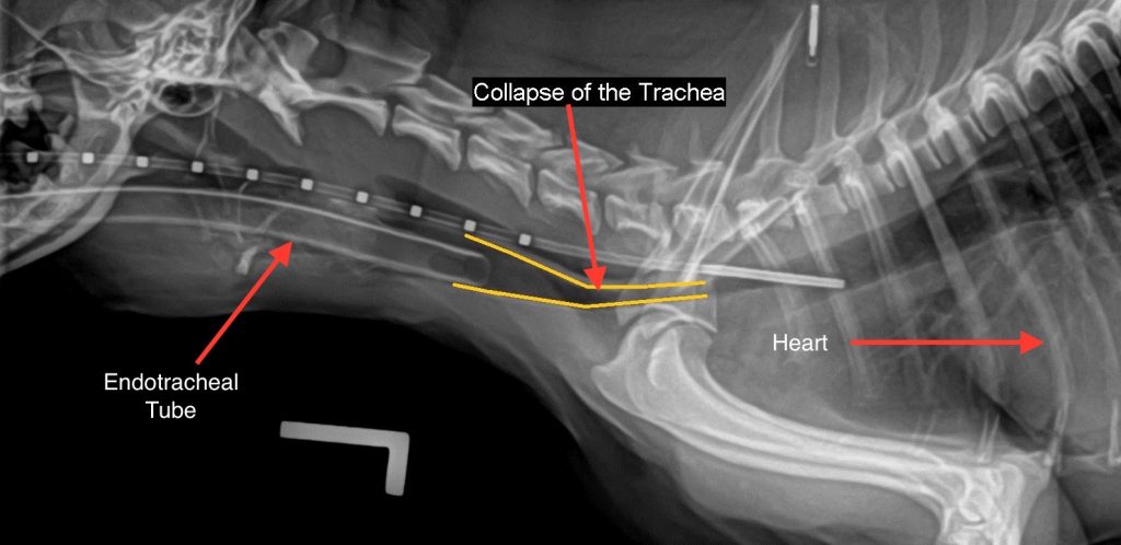 trachealkollaps hund video