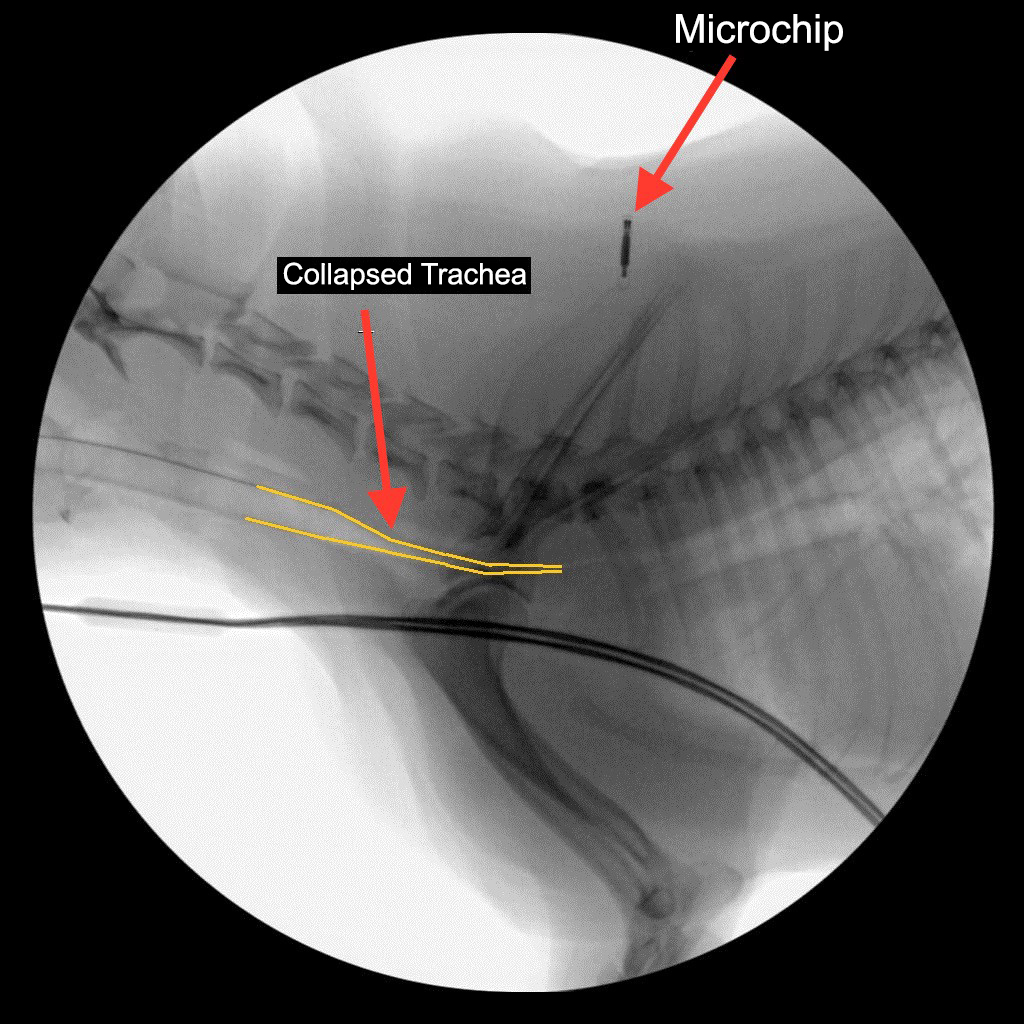 How long can a dog survive with a collapsed trachea