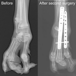 Radiographs show Mr. Spock’s foot before treatment and after his second surgery, in which veterinarians implanted two bone plates with 20 screws.