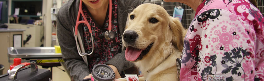 Pet Friendly Small Animal Hospital at University of Missouri Veterinary Health Center