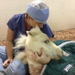 Shannon Reed sits with Bunny in her pen after surgery.