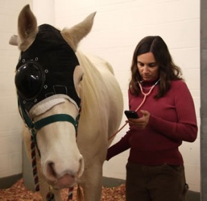 Alison LaCarrubba, DVM, assistant teaching professor of equine medicine at the MU VMTH, monitors Angel’s recovery after surgery.