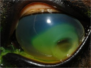 Corneal ulcer