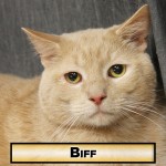 cat-biff