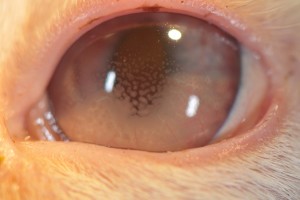 Signs of a uveitis episode can include a small pupil, blue color change to the cornea (clear part of the eye), darkening of the normal iris color and redness in the white part of the eye.