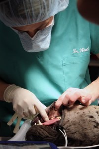 Dr. Mirae Wood, assistant teaching professor of small animal surgery, examines Louie’s mouth before beginning surgery. Louie’s veterinarians decided to remove a portion of his jaw to widen the opening of the front of his mouth. This allows him to eat and drink by funneling food and water with his lips and tongue.