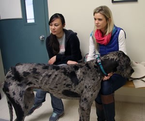 Second-year veterinary students Nicole Berlin and Brittany Hofman wait with Louie before his surgery in December. The Great Dane was underweight because his fused jaw made eating difficult. Since his surgery he has gained 40 pounds.