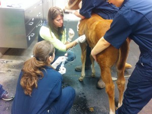 The left side of Maggie’s chest is drained, a process called pleurocentesis. The team caring for Maggie included Drs. Philip Johnson, Alicia Foley and Jamie Zimmerman; technician Jane Ebben; and veterinary student Nicole Freeman.