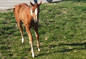 Veterinarians at the MU Veterinary Health Center diagnosed Maggie, a 2-week-old paint filly, with bilateral pleuropneumonia, a severe infection that is uncommon in foals.