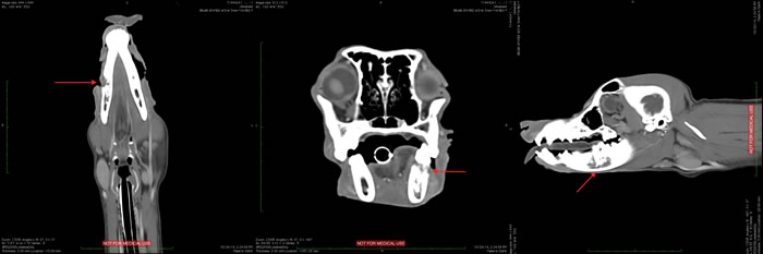 Images from a preoperative computed tomography scan show the axial, sagittal, and coronal views of Lucy’s tumor in the mandible. The arrows are pointing to the bone tumor.