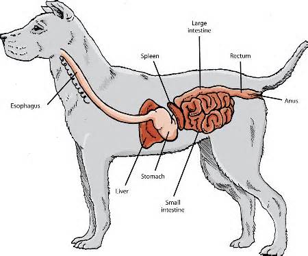 What to Expect After a Dog Enema: Insider Tips and Best Practices