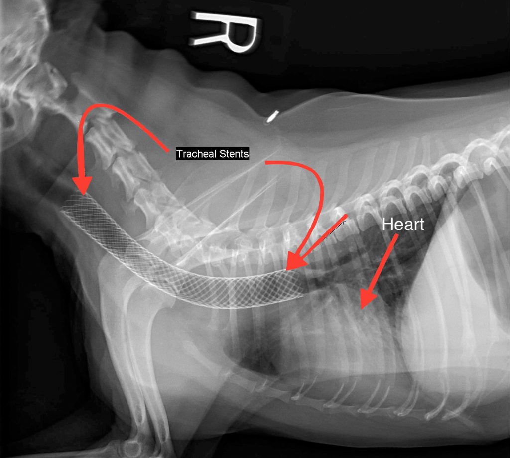 Medication for tracheal collapse in outlet dogs