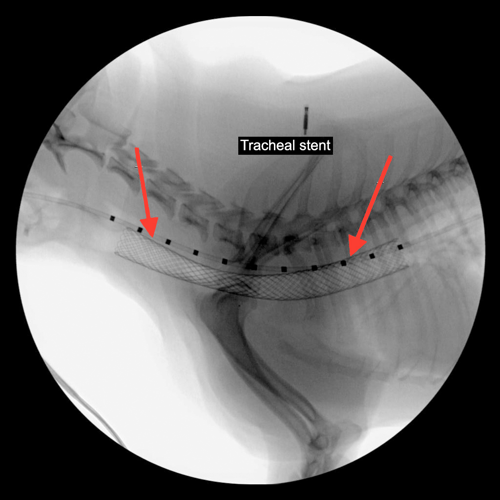 Tracheal hotsell collapse medication