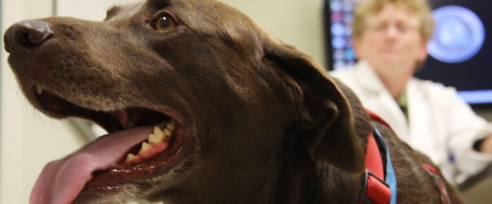umc canine dm dna testing