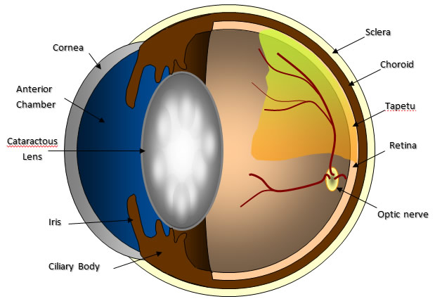 Figure 1. Diagram of the anatomy of the canine eye. A cataract, or white opacity in the lens, is present, which can impede vision and is a leading cause of blindness in dogs.