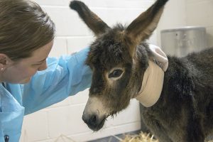Lynn Martin, a specialist in equine internal medicine, calms her 1-day-old patient, Noodles the donkey.