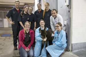 It took a total team effort to rescue the distressed foal. Back row, from left: Hagan Dooley, DVM ’18; Eileen Donoghue, VM4, Mackenzie Luick, VM4, Brienna Rohe, VM4, Abby Schmit, DVM ’18; Professor Philip Johnson, BVSc (Hons), MS, MRCVS. Front row: Alexandra “Sunny” Comly, DVM; Lynn Martin, DVM, MPH; Noodles; Tracy Swanson, VM4. 