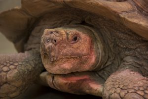Mr. Pibb, a 60-pound sulcata tortoise, was referred the Veterinary Health Center for treatment of a large hole between the oral and nasal cavities.