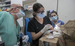 Richard Meadows, DVM, DABVP, Curators Teaching Professor, Meagan Brophy, DVM, clinical instructor, and then-third-year veterinary student Jenny Blakely, work to clean out and repair the gap in Mr. Pibb’s nose.