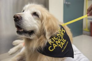 The University of Missouri Veterinary Health Center is recruiting dogs with cancer for a new clinical trial that is being conducted in partnership with the National Cancer Institute.