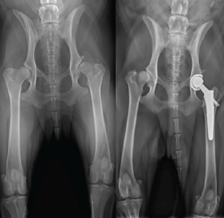 Canine Total Hip Replacement