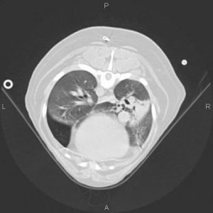 Computed tomographic (CT) scans can give much more detailed information than standard x-rays about the types of lung disease present, as shown in this CT image from a dog with three different respiratory disorders.