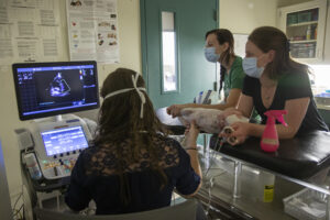VHC Clinical Instructor Kelly Wiggen, DVM, performs an echocardiogram during Ruby’s three-month recheck. She is assisted by Amanda Alviso (center), a veterinary assistant, and Nekesa Morey, DVM, a resident in the Cardiology Service.