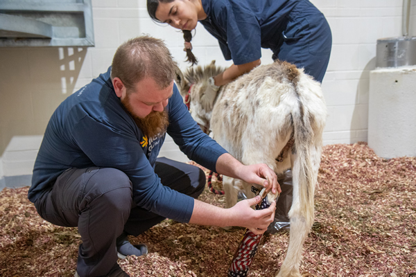 Prosthetist Brandon Jones fits Danny for his prosthetic leg while VM4 Ashley Torres Saez helps to keep the miniature donkey calm.