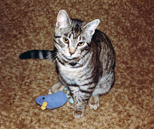 Stanley was the Warshawskys’ first cat. They made their first gift to the CVM in his memory when he passed away in 1994.