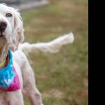 A seamless collaboration between specialties at Mizzou’s Veterinary Health Center helped Claire, a 4-year-old Llewellin English Setter, heal from life-threatening injuries and return to her happy, playful self.