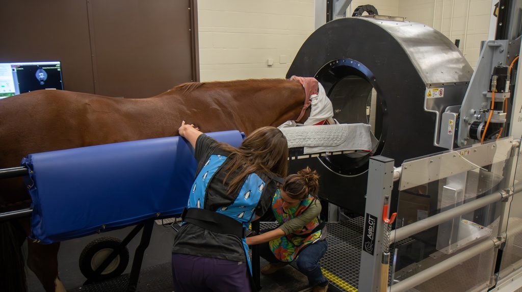 horse getting a CT