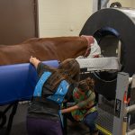 horse getting a CT