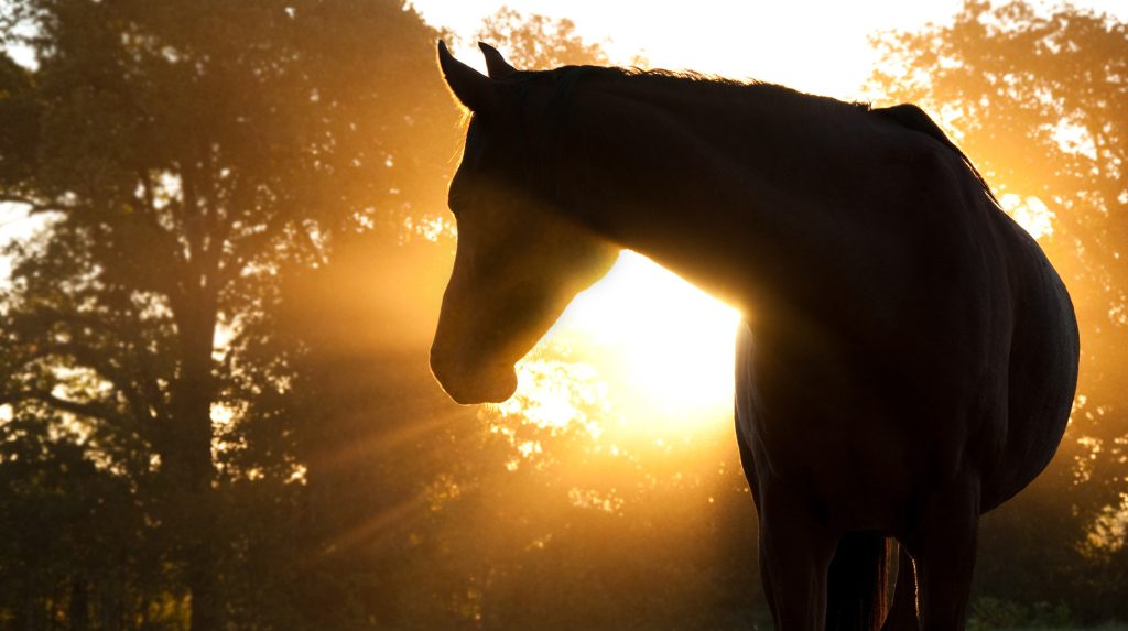 horse silhouette against morning sun