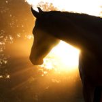 horse silhouette against morning sun
