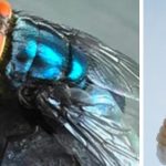 screwworm and larvae
